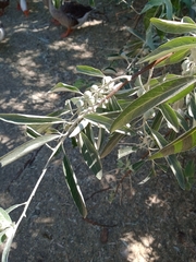 Elaeagnus angustifolia