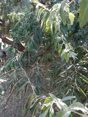 Elaeagnus angustifolia