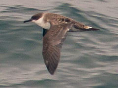 Great Shearwater photo 6