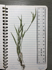 Dichanthelium leibergii