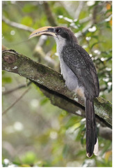 Ocyceros gingalensis