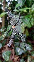 Argiope flavipalpis