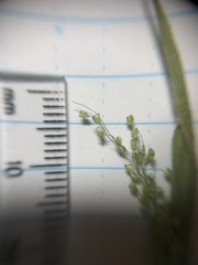 Dichanthelium leibergii
