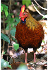 Gallus lafayettii