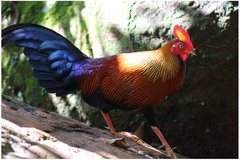 Gallus lafayettii