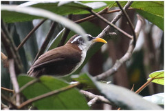 Pomatorhinus melanurus