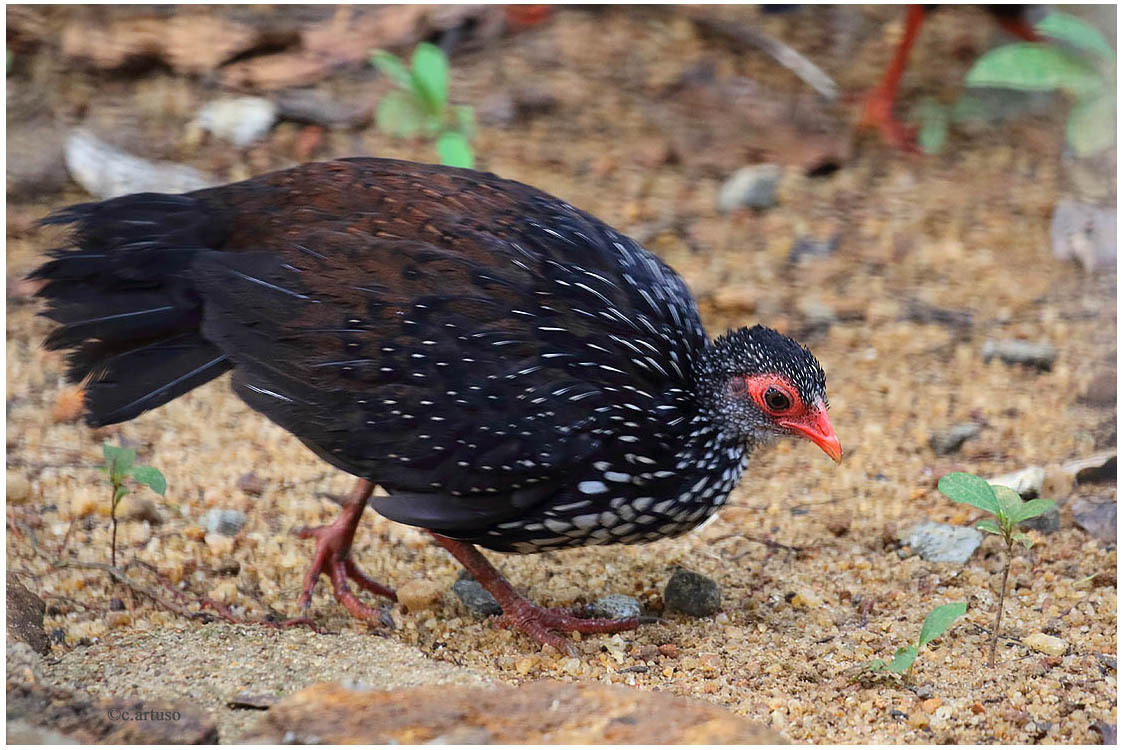 Sri Lanka Spurfowl illustration