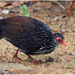 Sri Lanka Spurfowl - Photo (c) Christian Artuso, some rights reserved (CC BY-NC-ND), uploaded by Christian Artuso