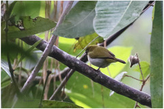 Zosterops ceylonensis