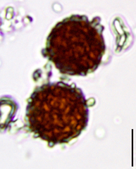 Chlamydomonas nivalis