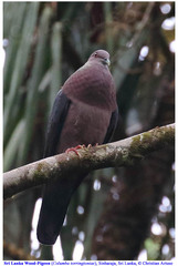 Columba torringtoniae