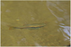 Rasbora dandia
