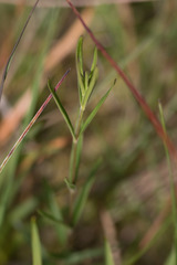 Gentiana pneumonanthe