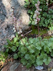 Heuchera hallii