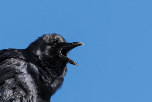Fish Crow