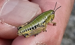 Epipodisma pedemontana