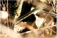 Dendrelaphis schokari