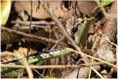 Dendrelaphis schokari