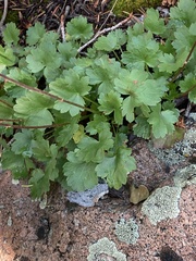 Heuchera hallii