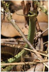 Dendrelaphis schokari