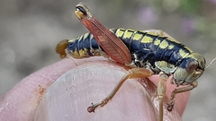 Epipodisma pedemontana