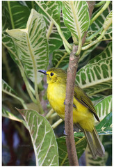 Iole indica