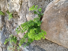 Adiantum capillus-veneris