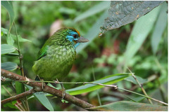 Psilopogon flavifrons