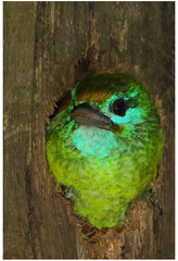 Psilopogon flavifrons