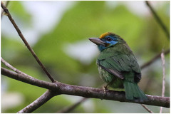 Psilopogon flavifrons