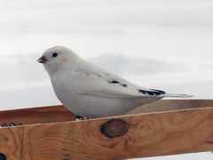 Plectrophenax hyperboreus