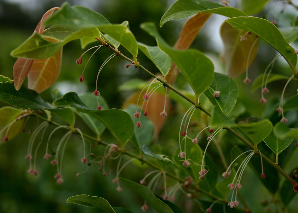 Phyllanthus cuscutiflorus