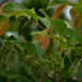 Phyllanthus cuscutiflorus - Photo (c) Bill Higham, algunos derechos reservados (CC BY-NC-ND)