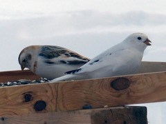 Plectrophenax hyperboreus