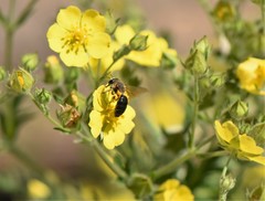 Andrena crataegi