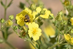 Andrena crataegi