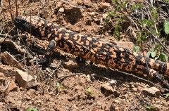 Heloderma suspectum suspectum