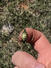 Buprestis confluenta
