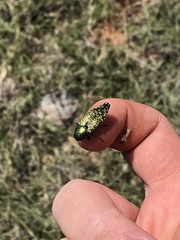 Buprestis confluenta