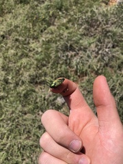 Buprestis confluenta