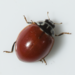 Western Polished Lady Beetle - Photo (c) brm85, some rights reserved (CC BY-NC)