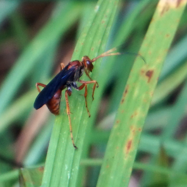 Priocnessus nuperus