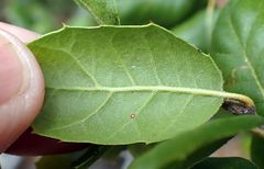 Quercus agrifolia oxyadenia