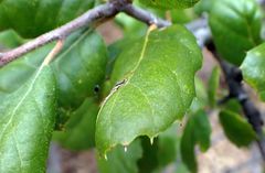 Quercus agrifolia oxyadenia