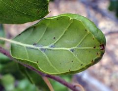 Quercus agrifolia oxyadenia