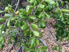 Quercus agrifolia oxyadenia