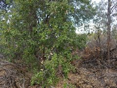 Quercus agrifolia oxyadenia