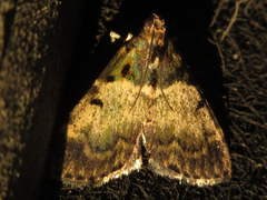 Lepidogma melanobasis