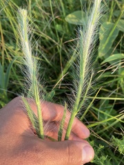 Hieracium longipilum