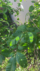 Schinus terebinthifolia